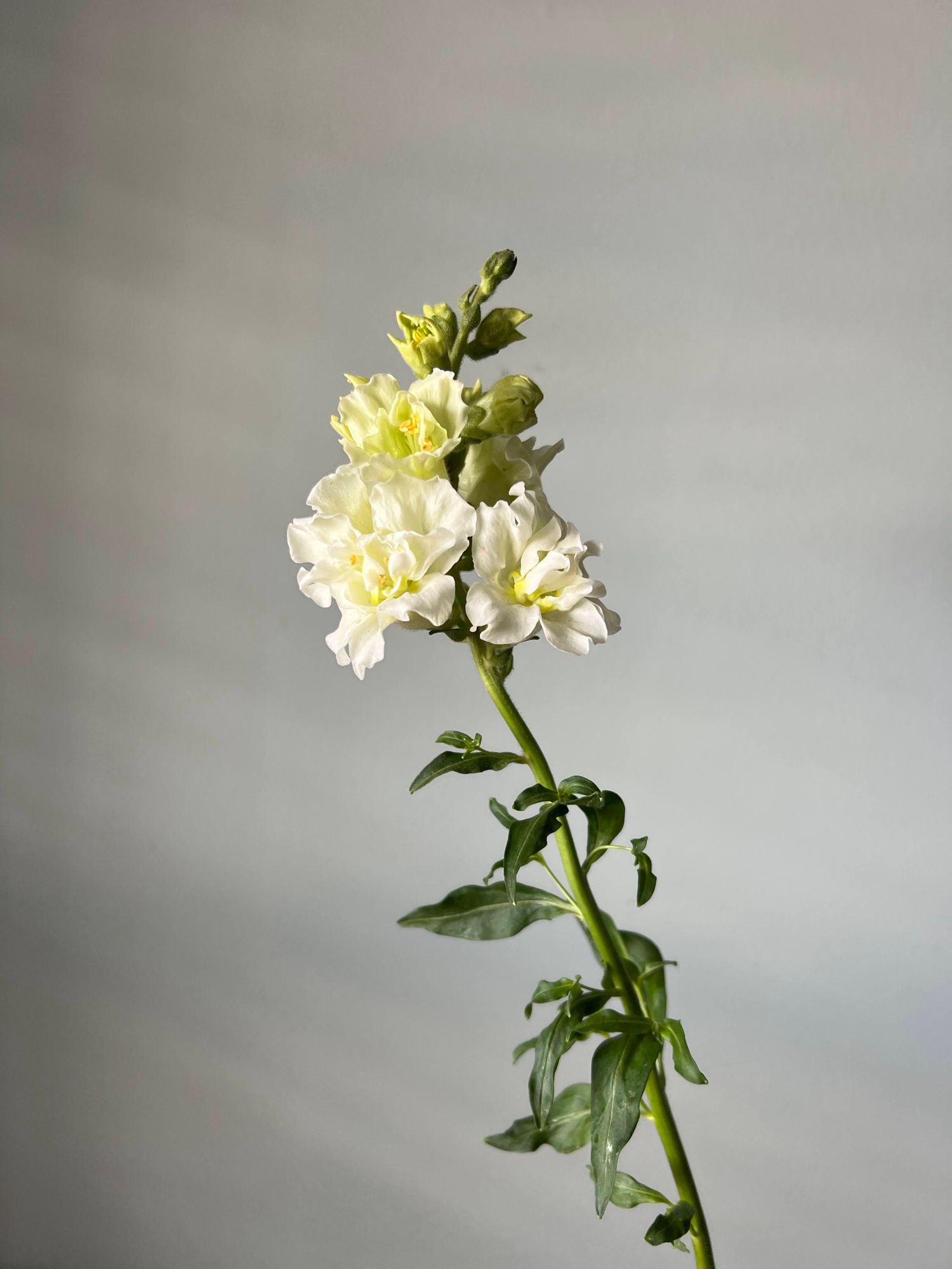 ANTIRRHINUM majus Madame Butterfly