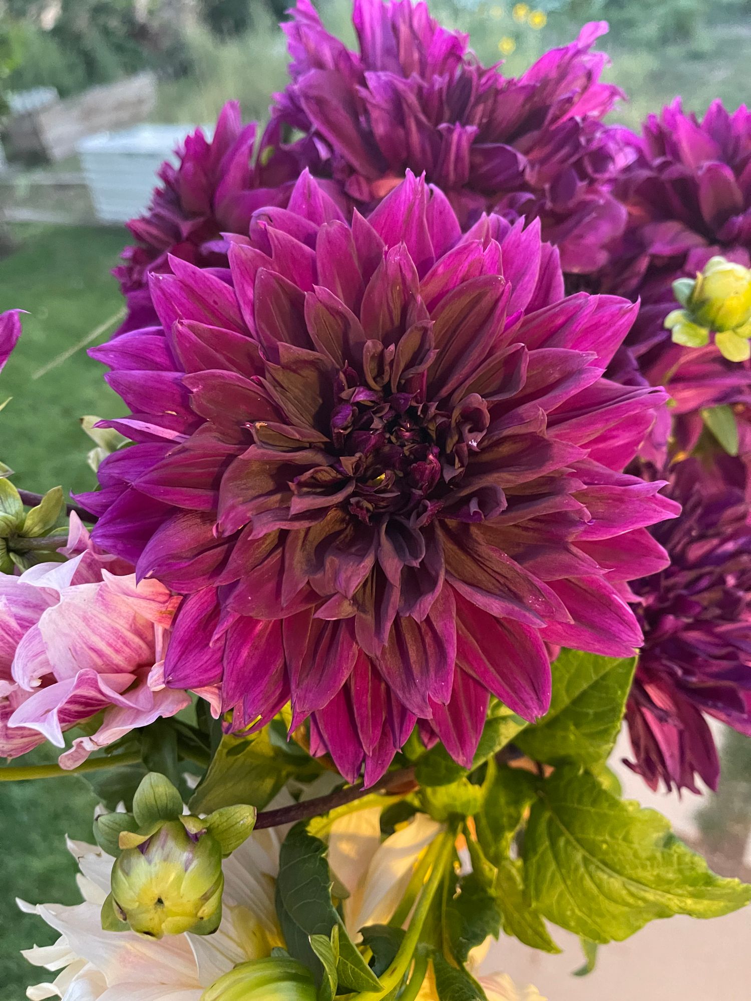 DAHLIA