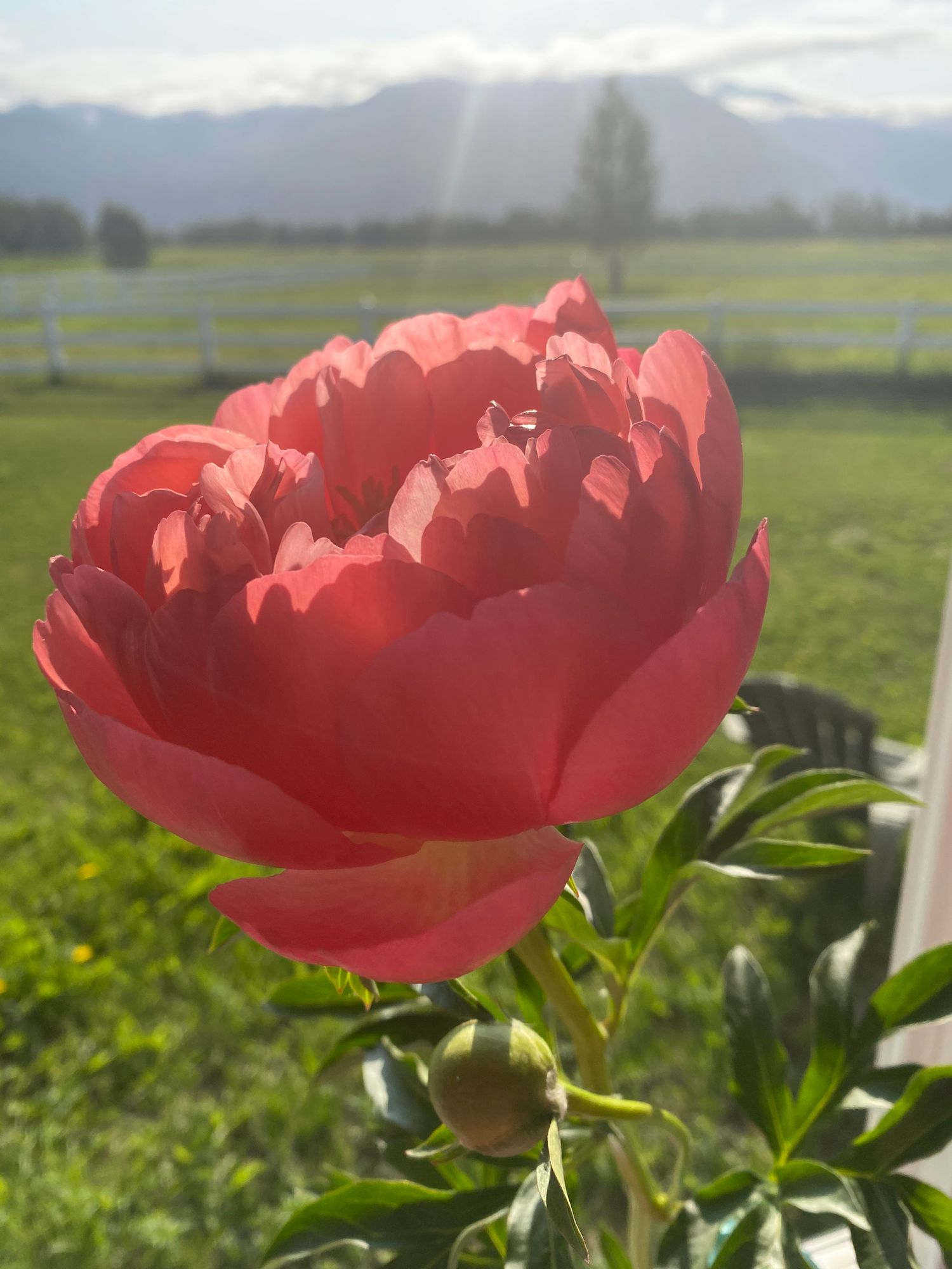 PAEONIA lactiflora Coral Charm