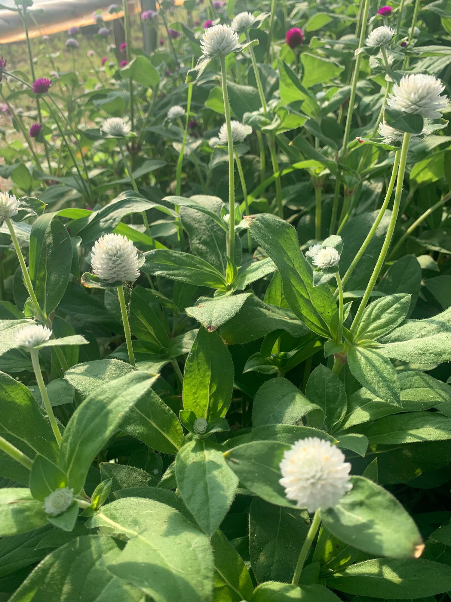 GOMPHRENA globosa Audray