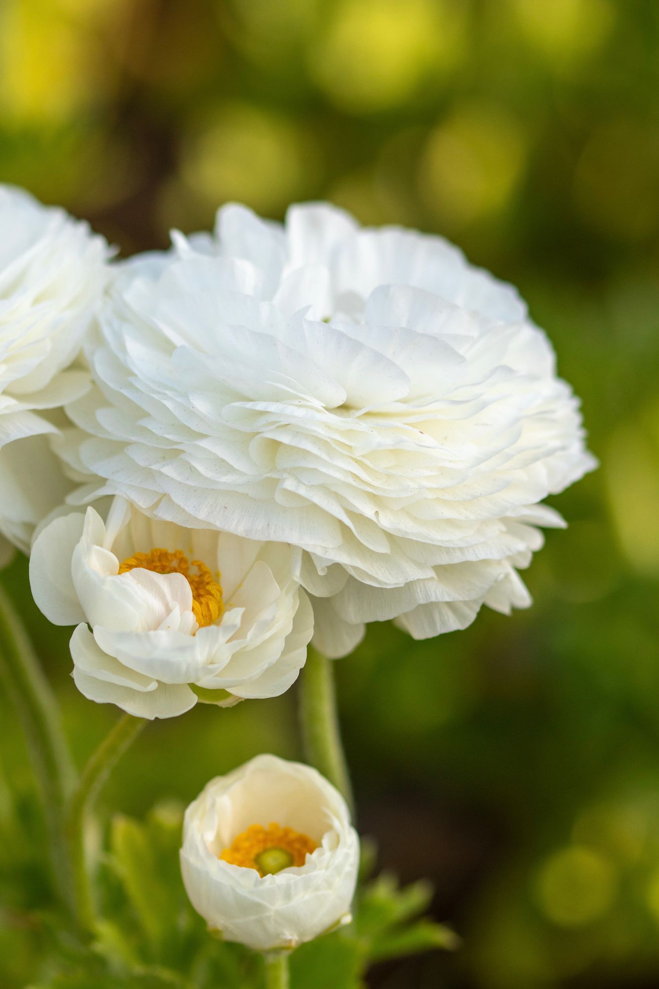 Field Grow Ranunculus