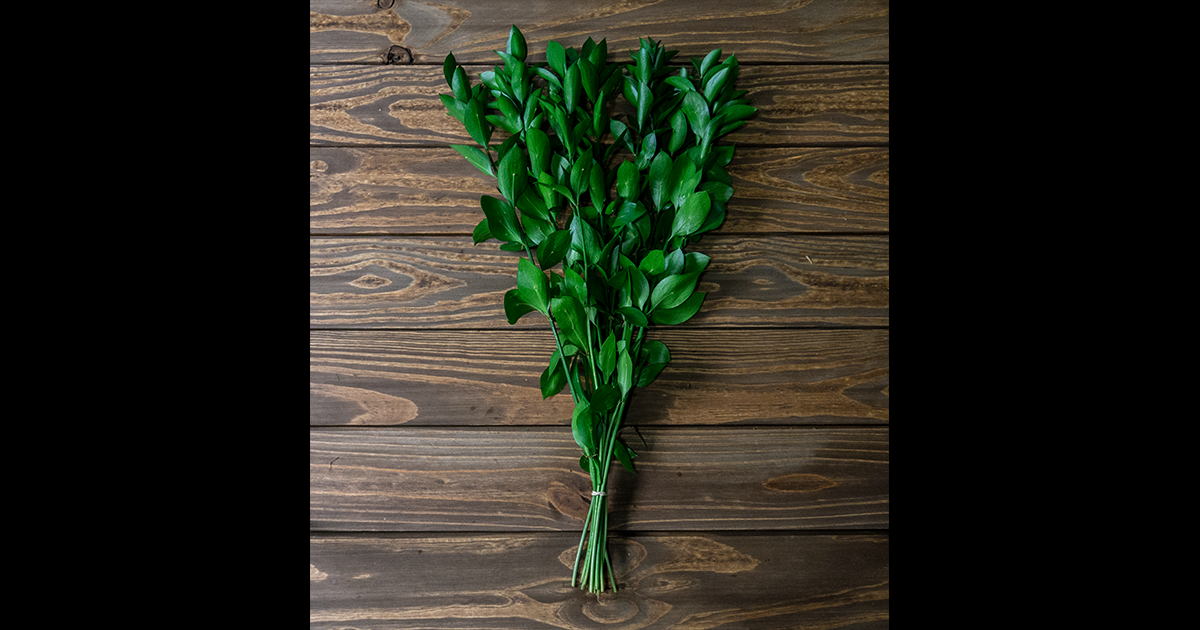 Isreali Ruscus (Florida Ruscus)