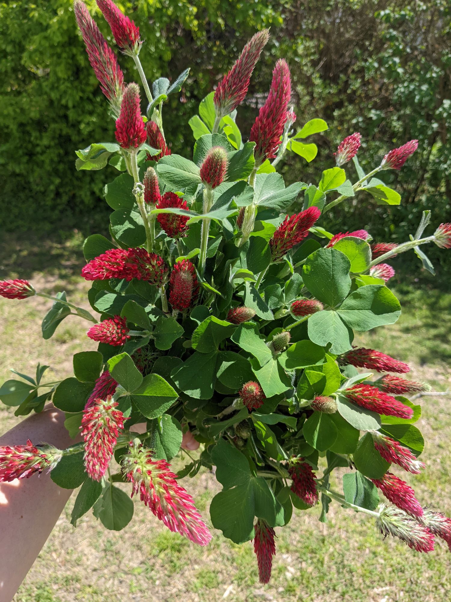 TRIFOLIUM incarnatum