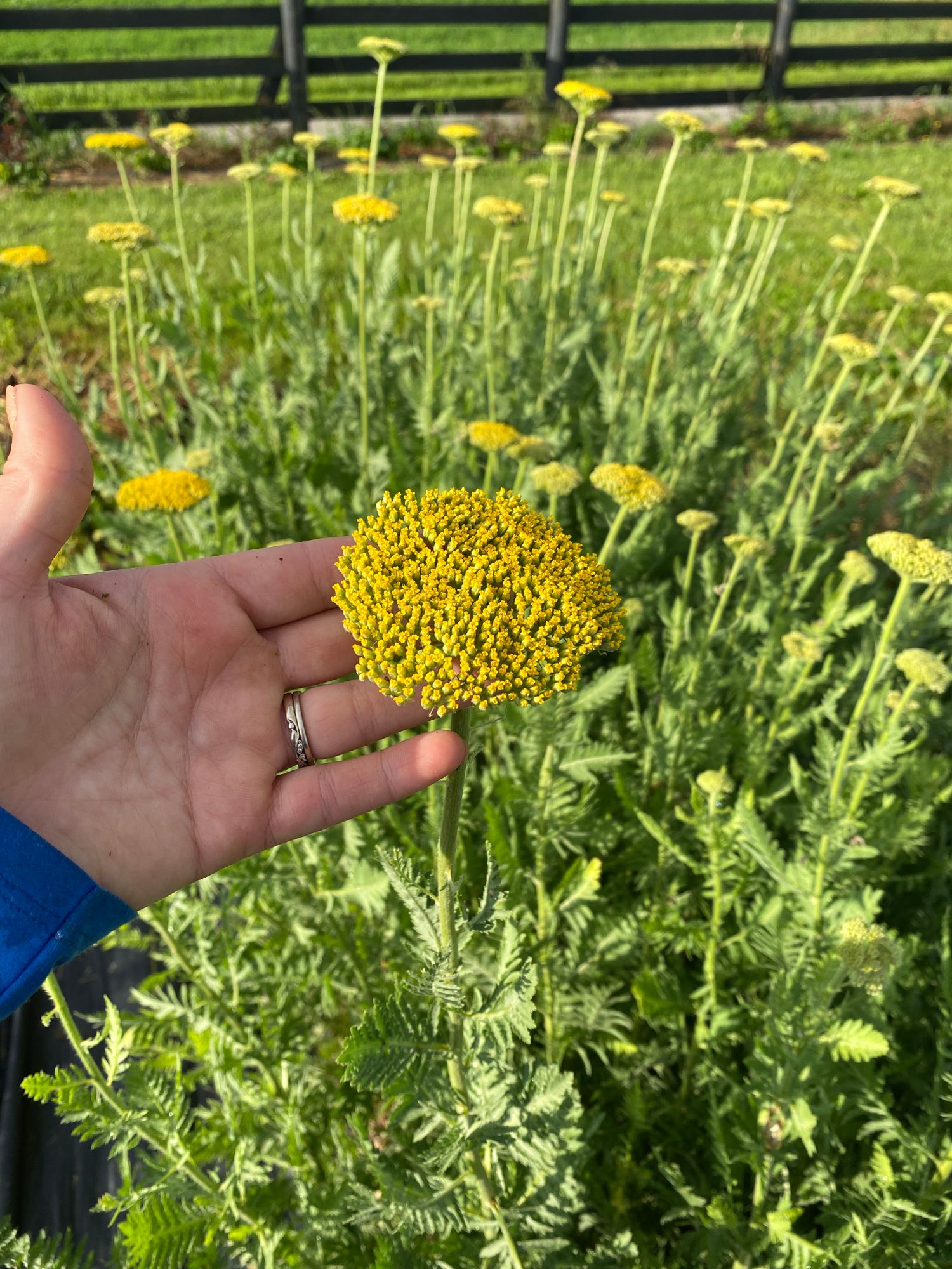 ACHILLEA ageratifolia