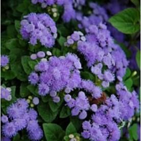 AGERATUM