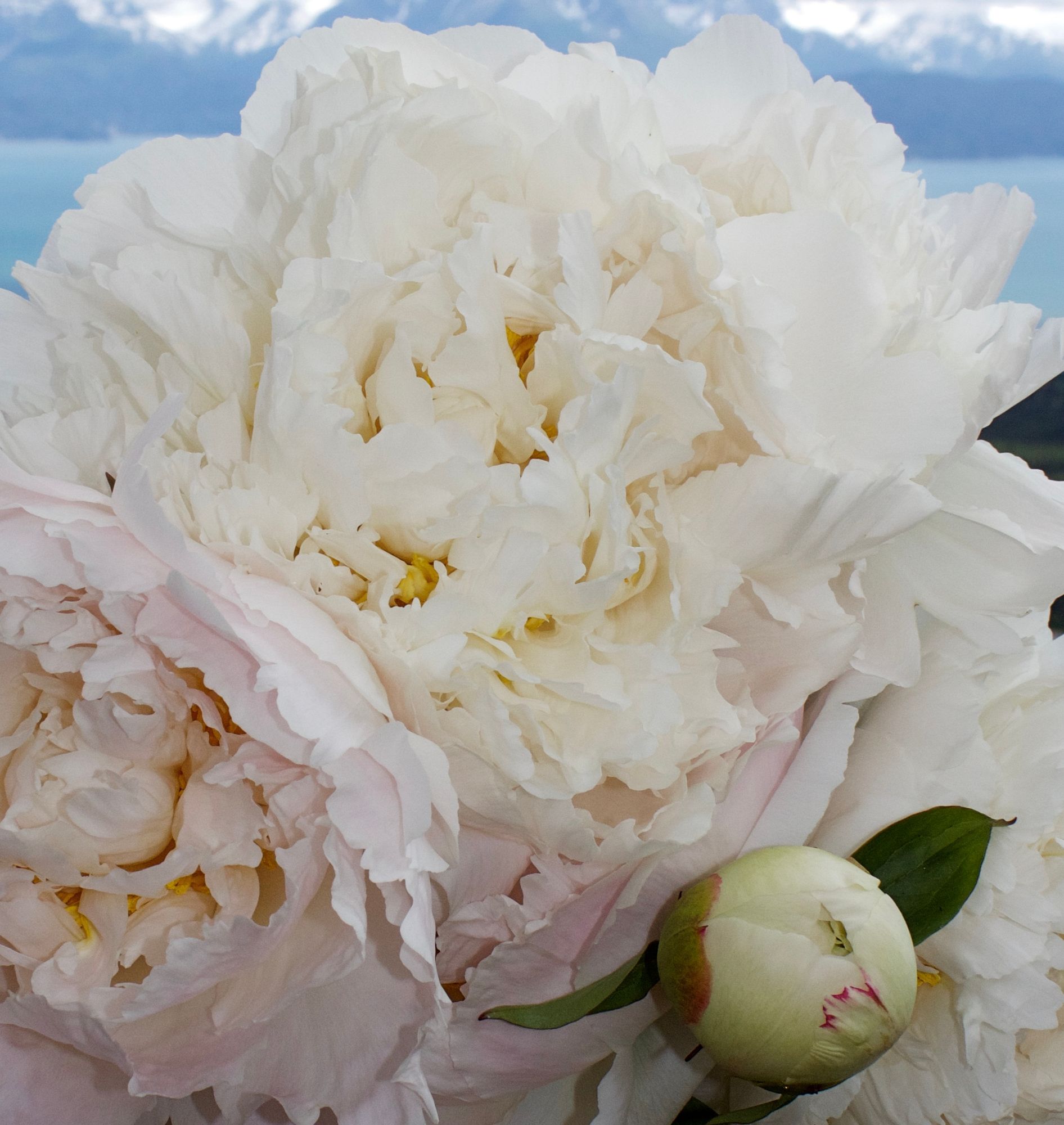 PAEONIA lactiflora Bowl of Cream