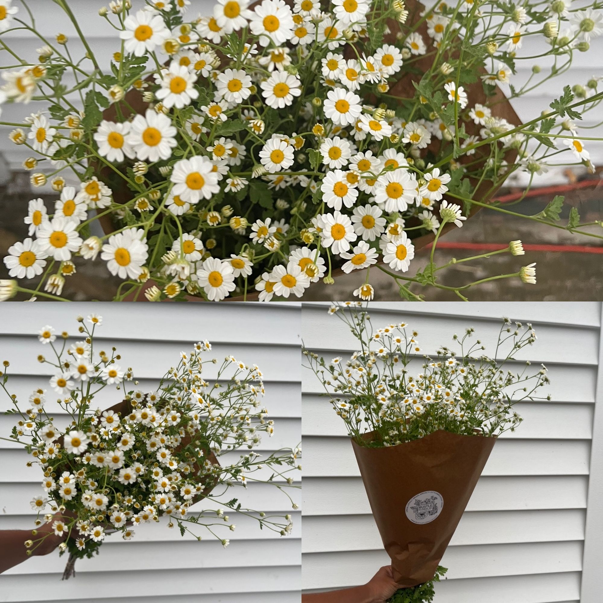 TANACETUM parthenium