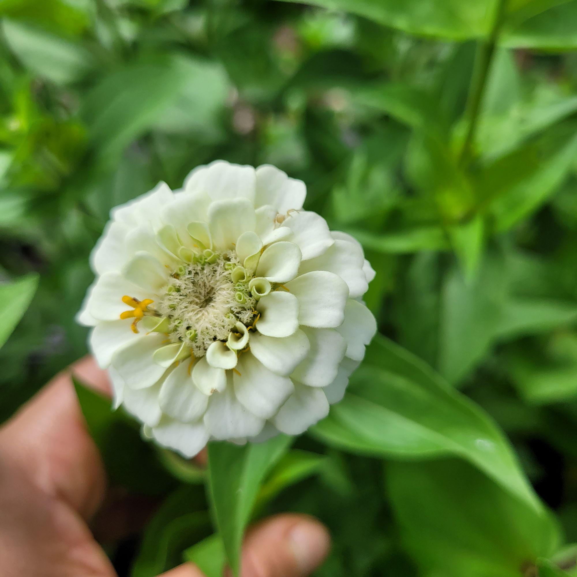 ZINNIA elegans Oklahoma Series