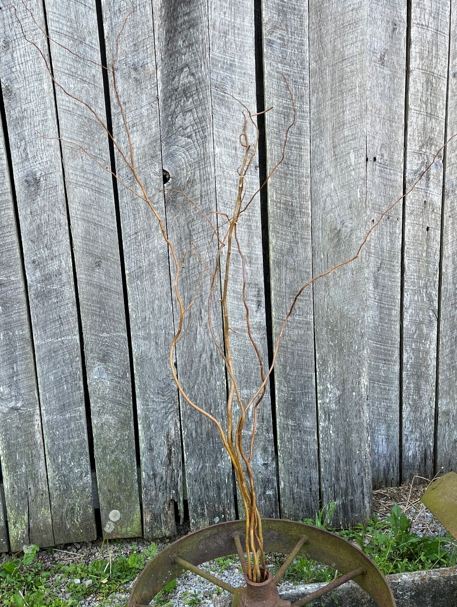 SALIX matsudana var. tortuosa