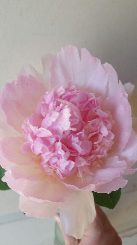 PAEONIA lactiflora Raspberry Sundae