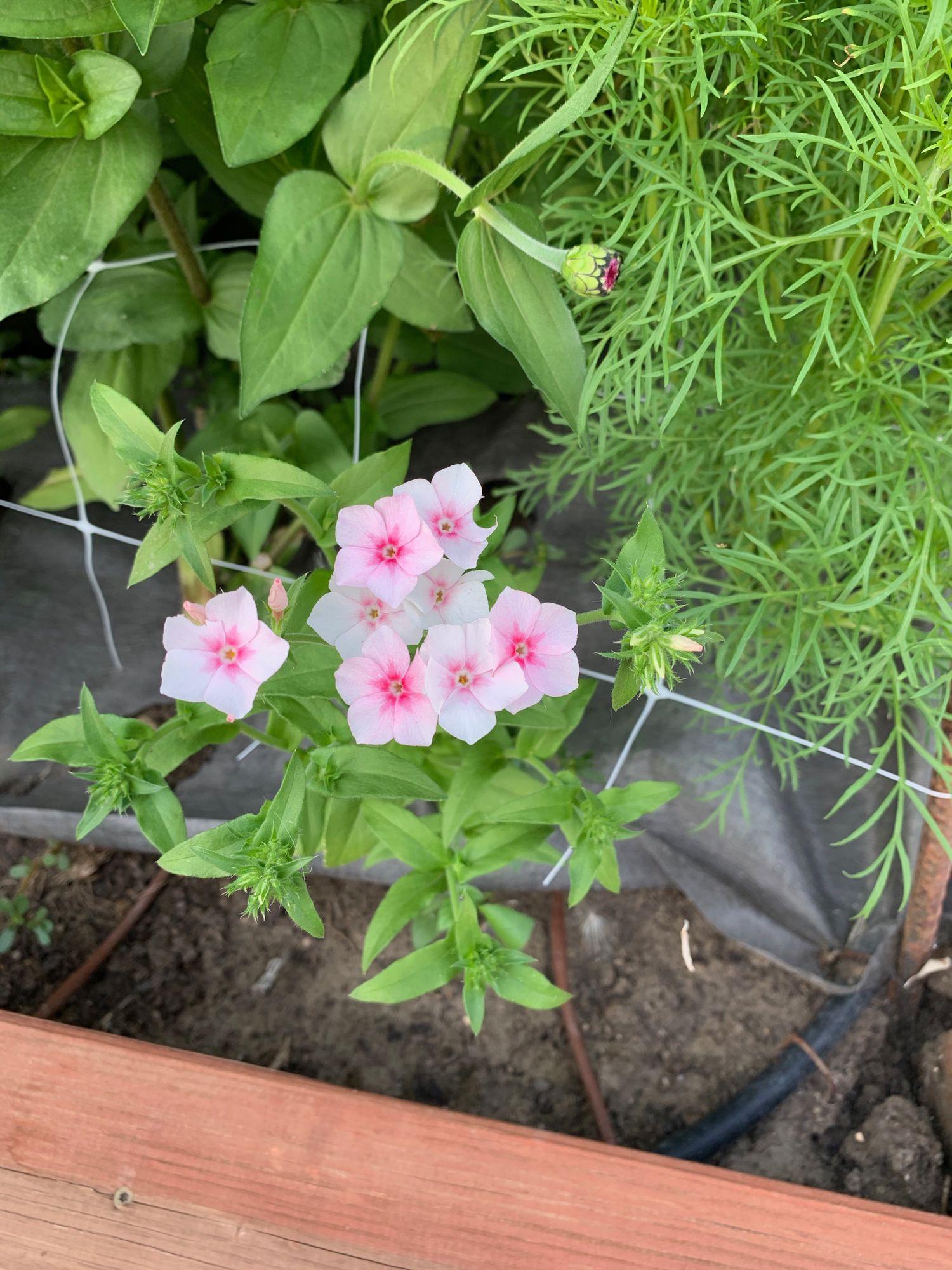 PHLOX drummondii Dulce de Leche