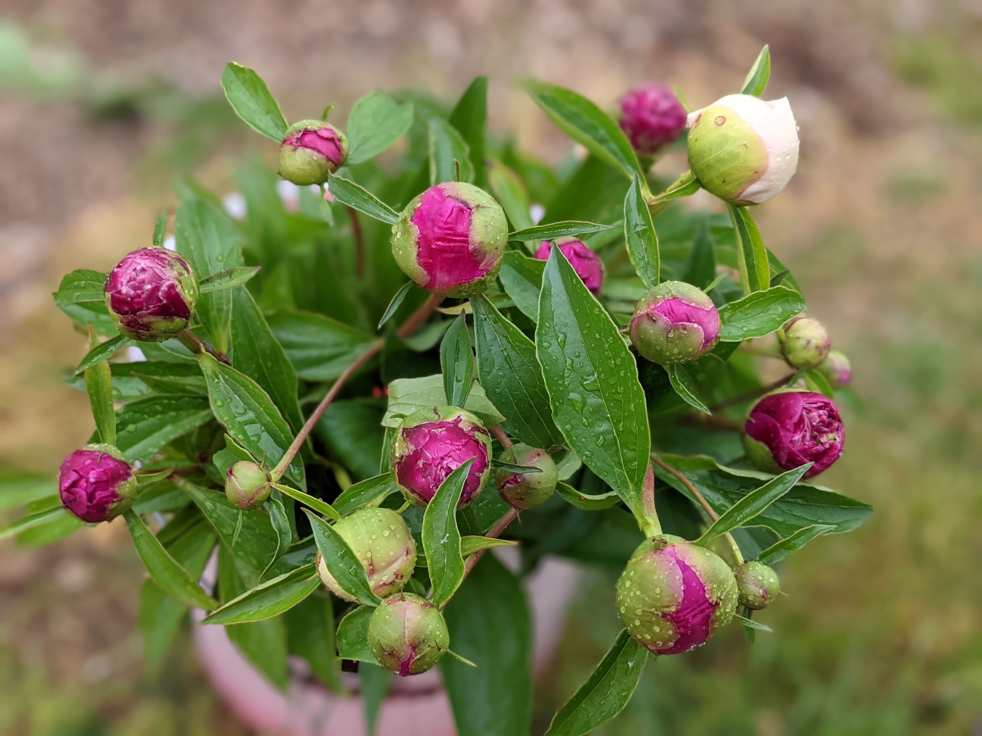 PAEONIA