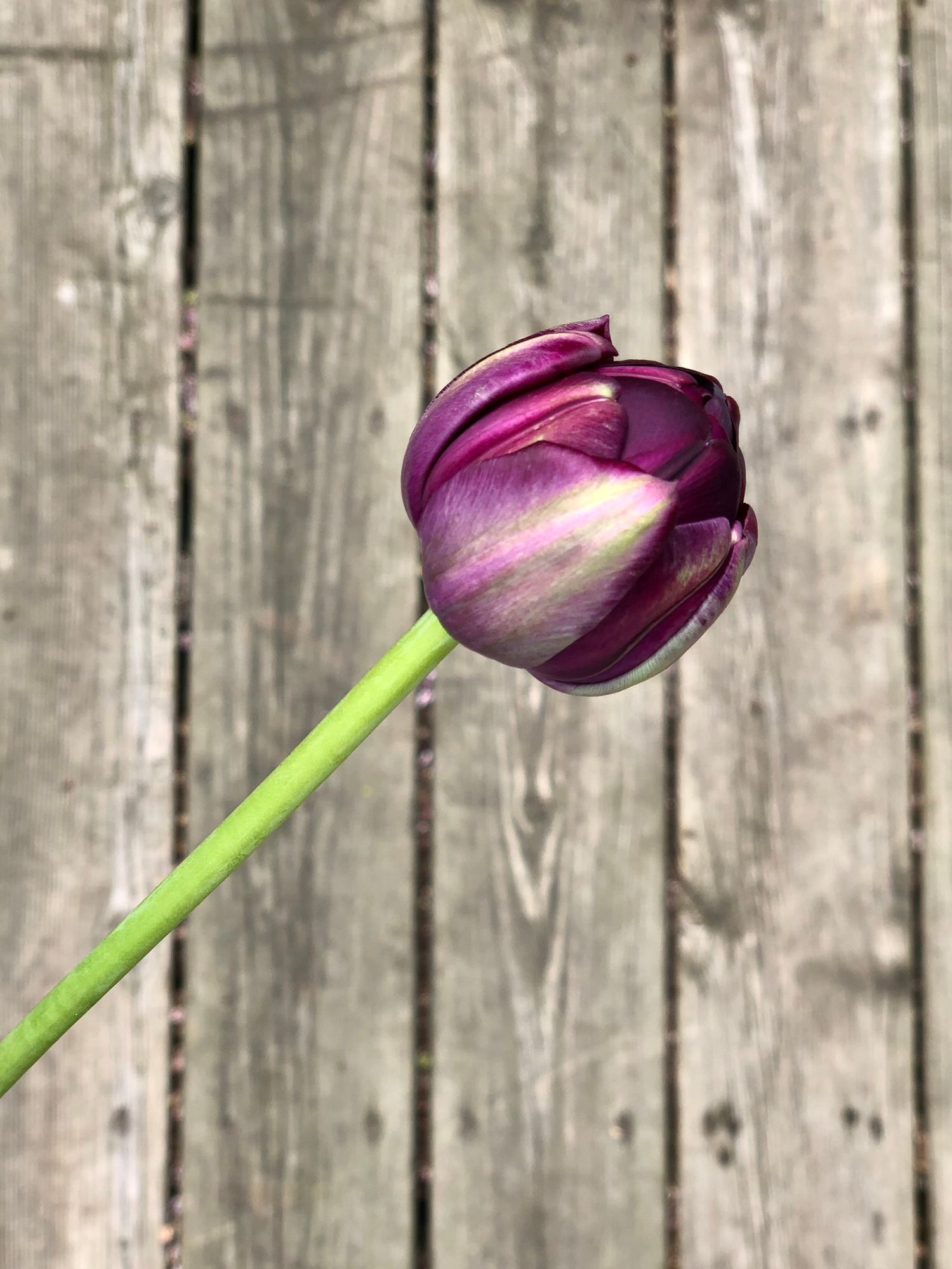 TULIPA Black Hero