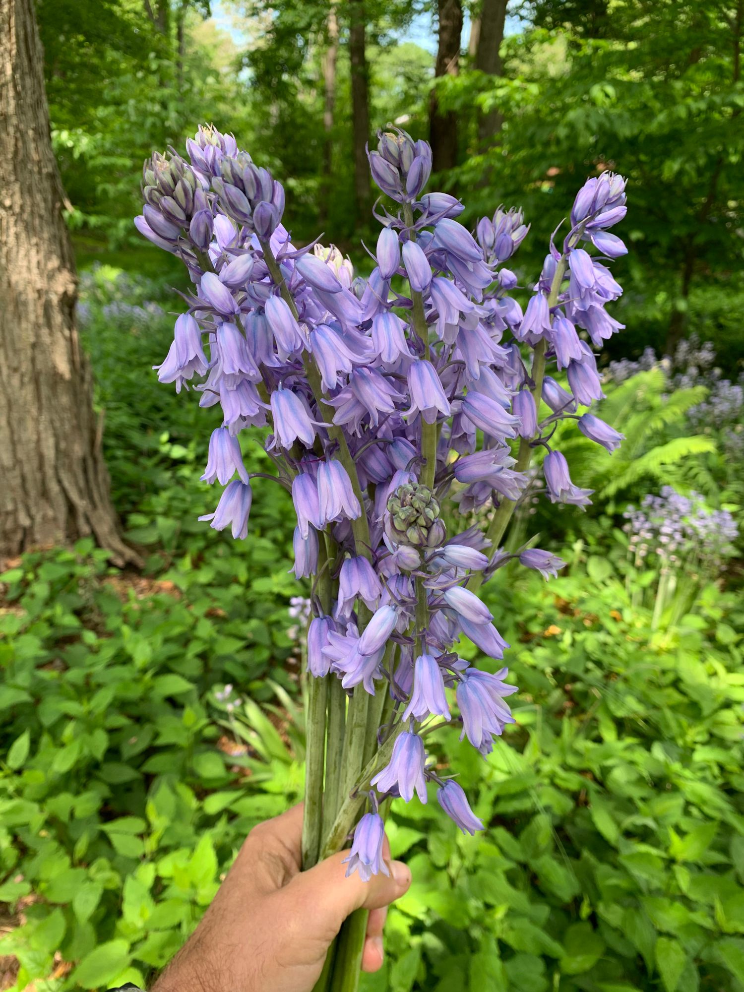 HYACINTHOIDES hispanica Excelsior