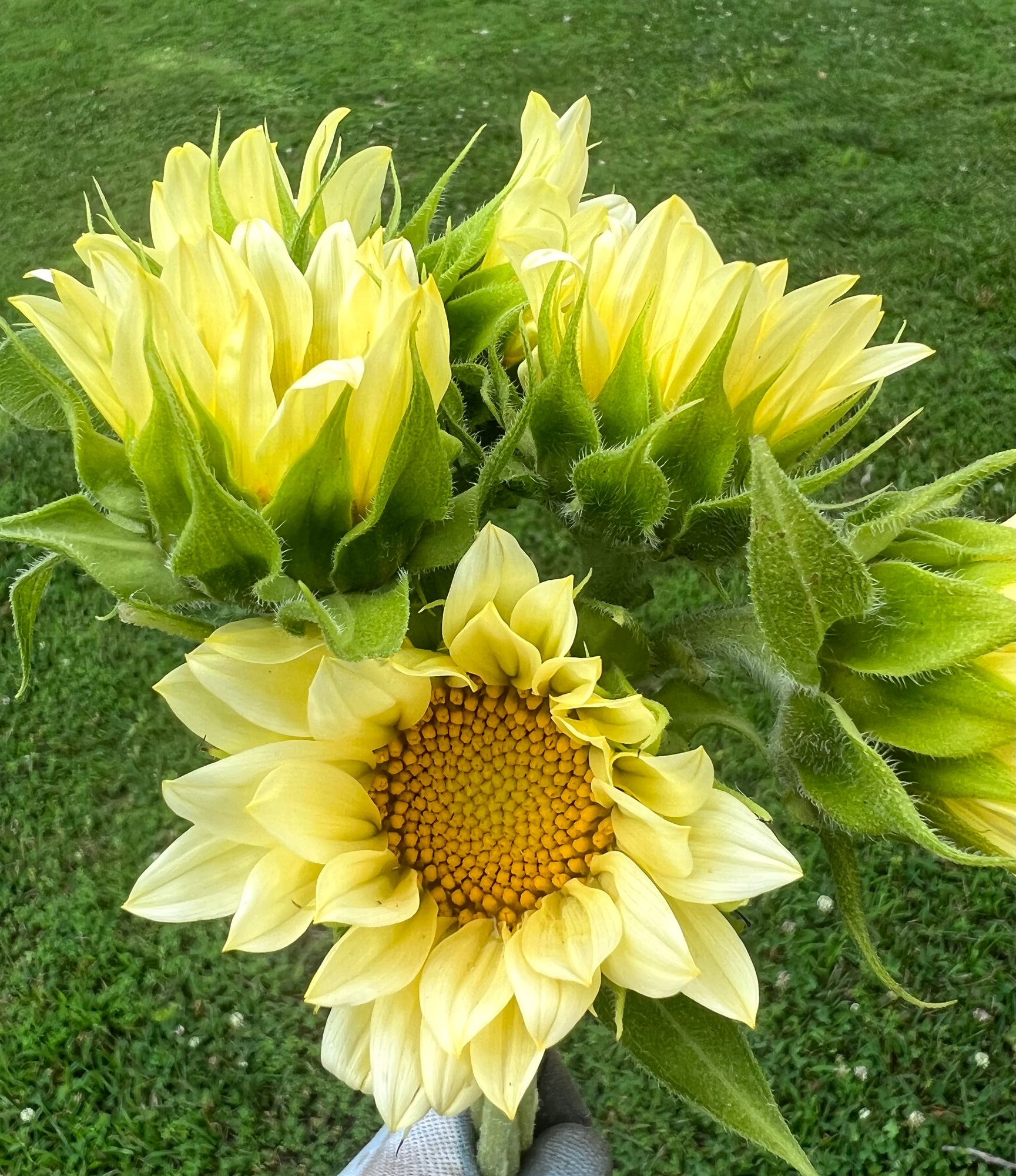 HELIANTHUS annuus ProCut