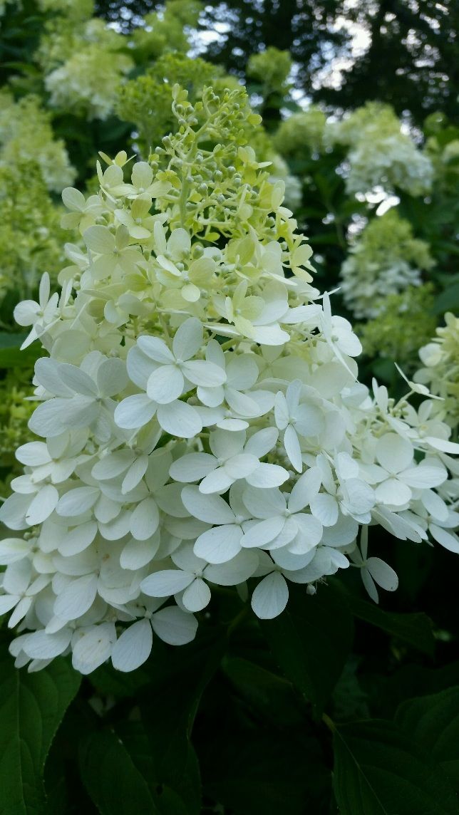 HYDRANGEA paniculata Limelight