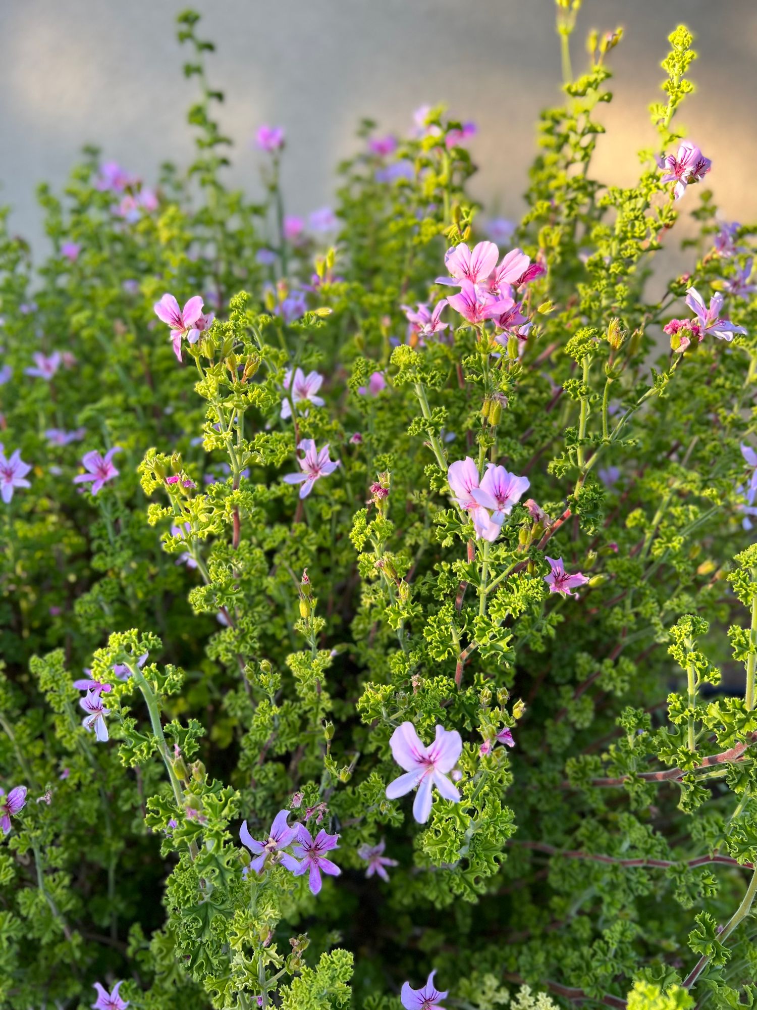 PELARGONIUM capitatum