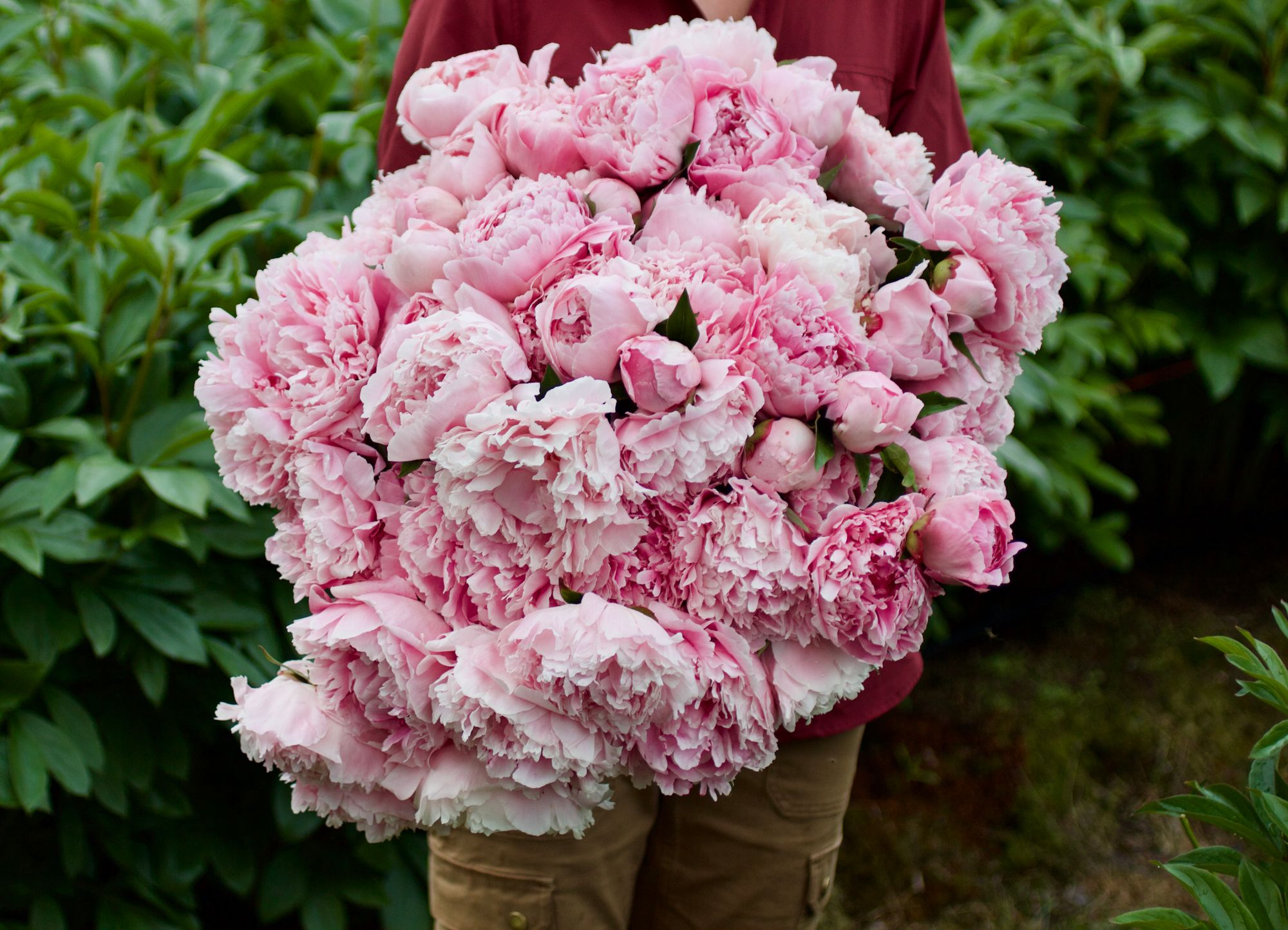 PAEONIA lactiflora Sarah Bernhardt