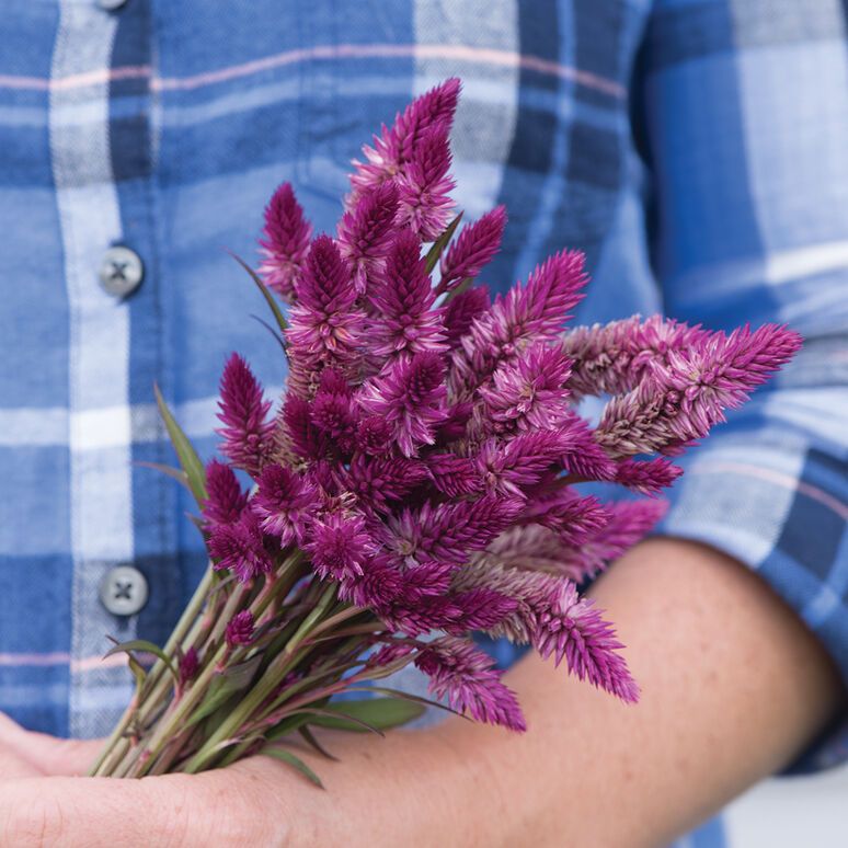 CELOSIA argentea spicata Ruby Parfait
