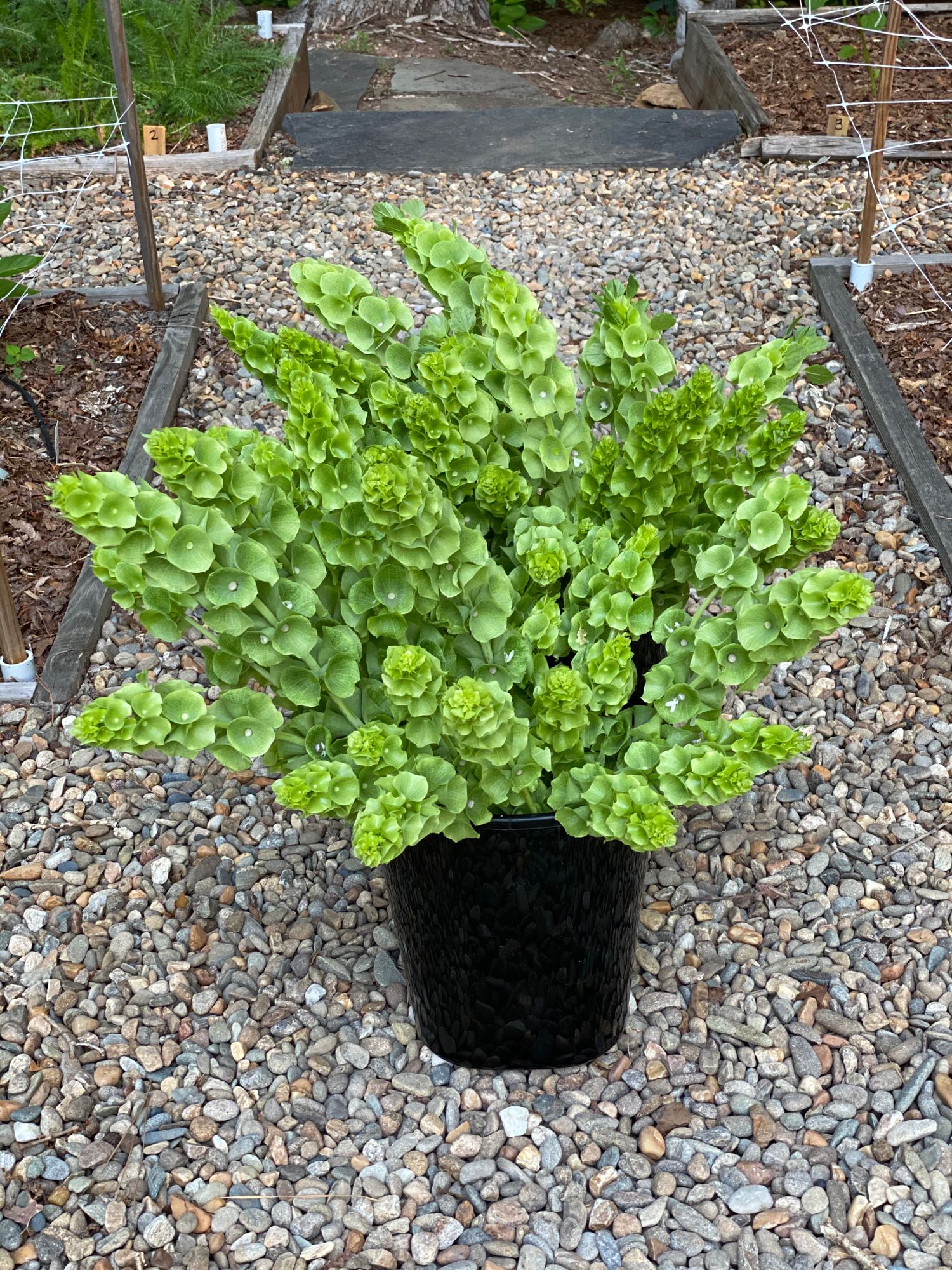 MOLUCCELLA laevis