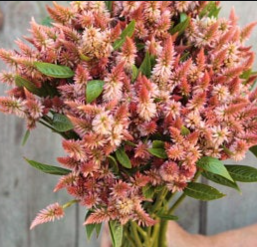 CELOSIA argentea spicata