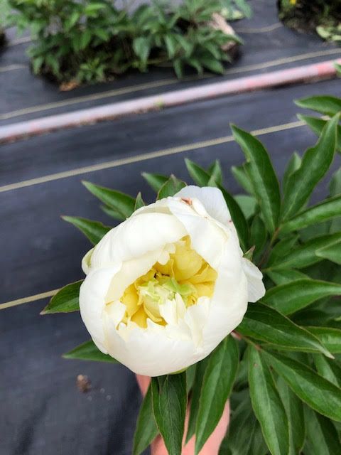 PAEONIA