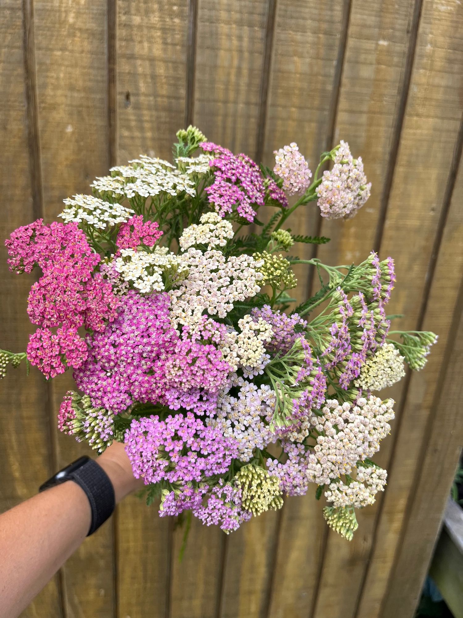 ACHILLEA millefolium