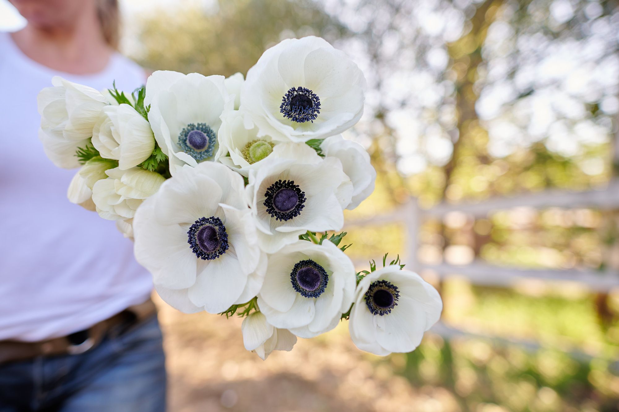 ANEMONE coronaria Galilee