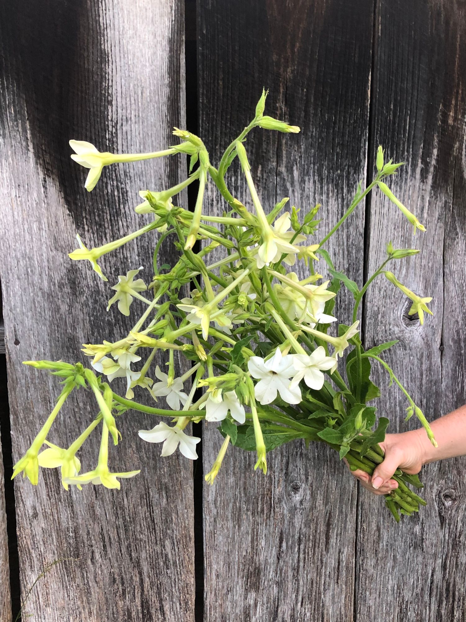 NICOTIANA glauca