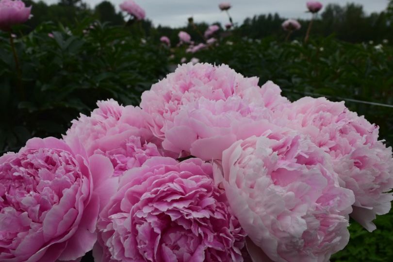 PAEONIA lactiflora Sarah Bernhardt