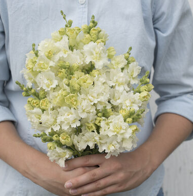 ANTIRRHINUM majus Madame Butterfly