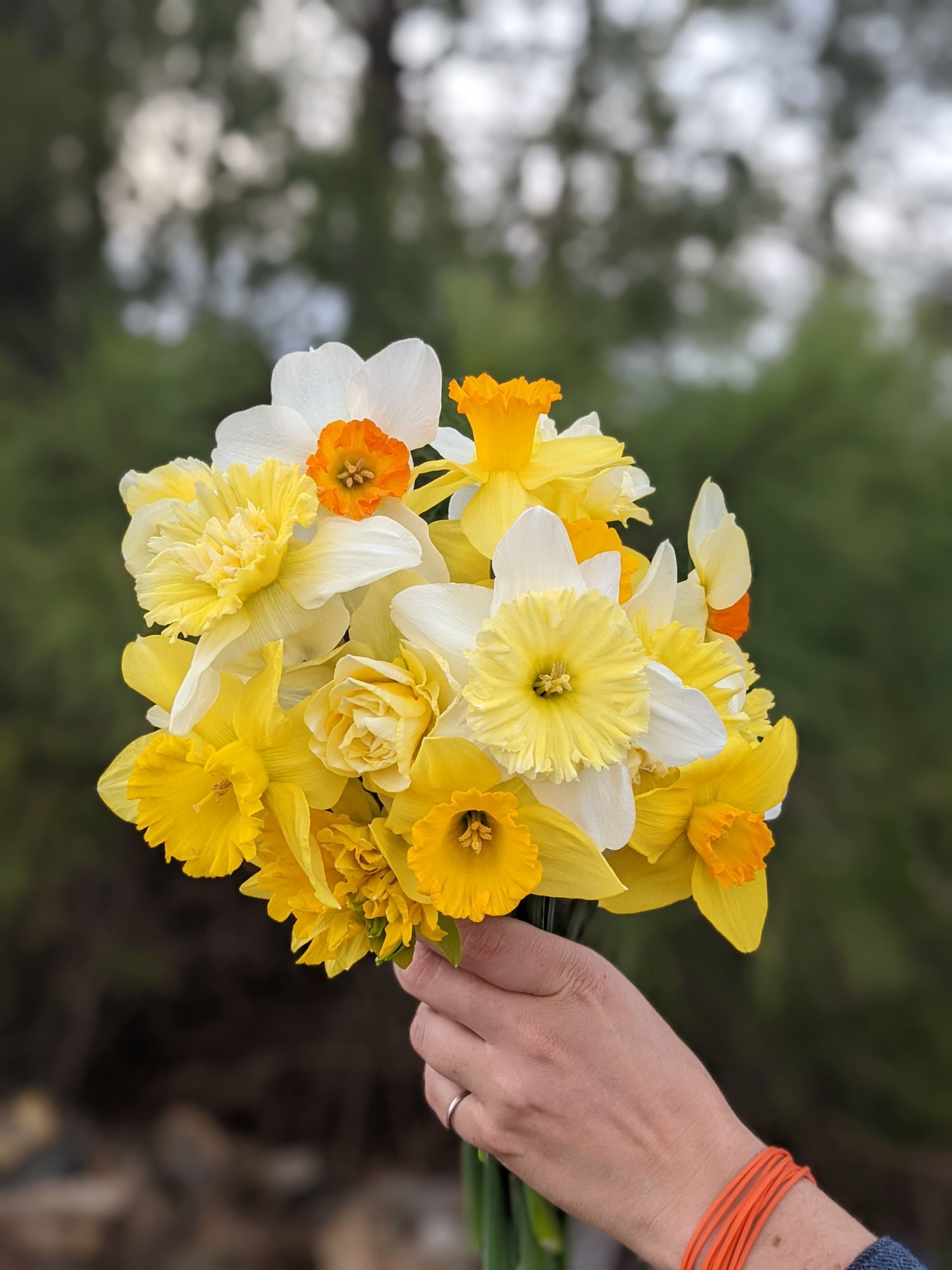 NARCISSUS