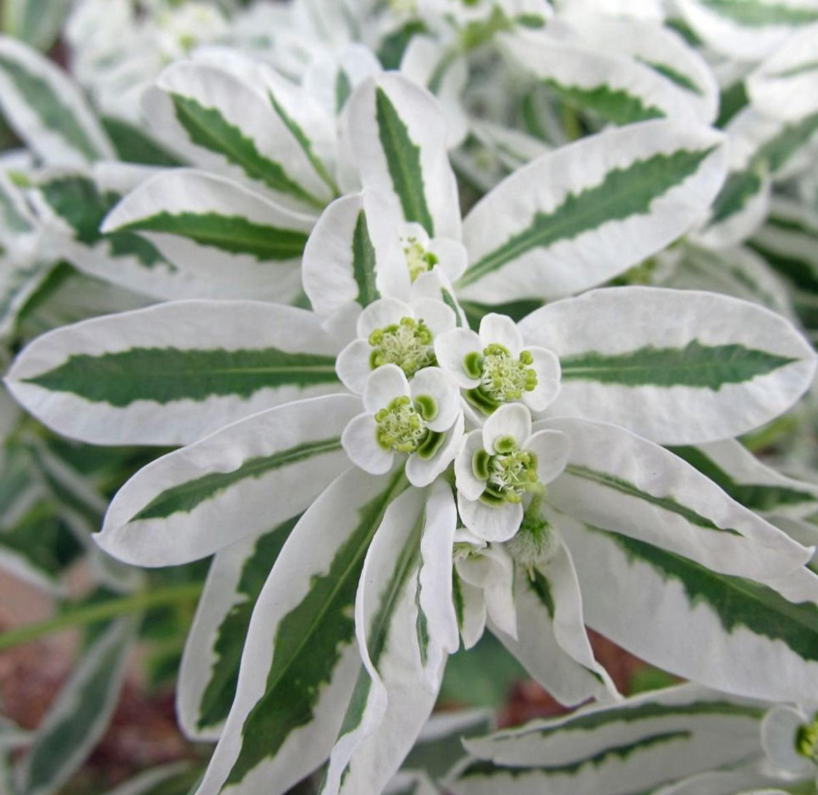 EUPHORBIA characias