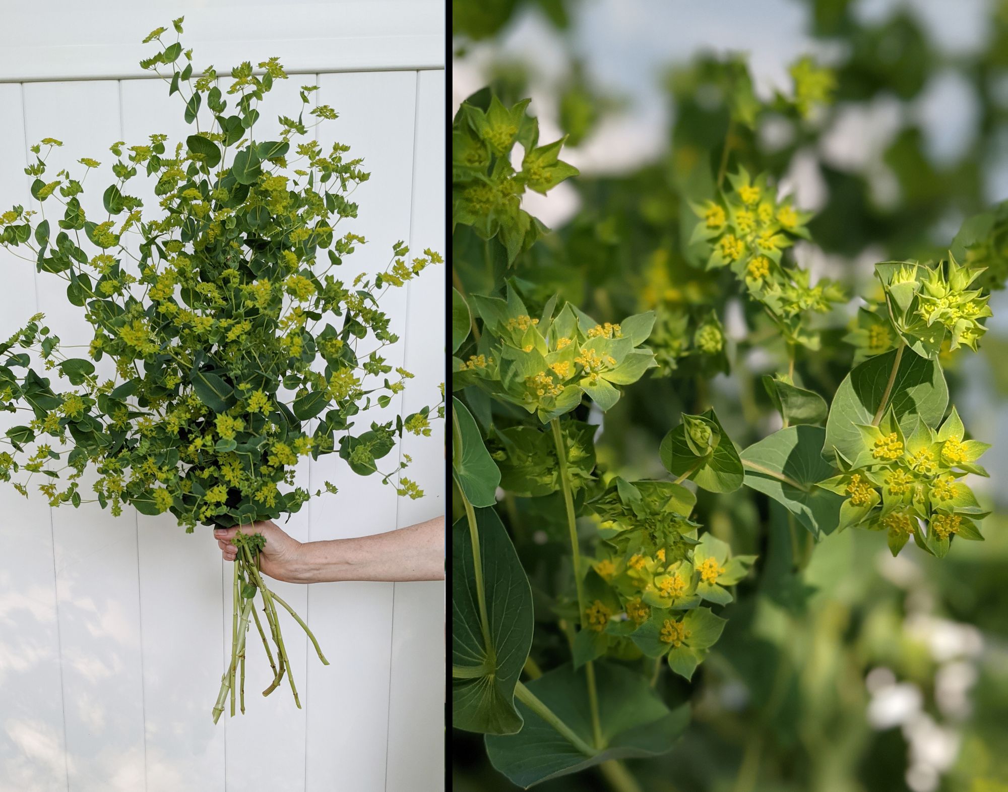 BUPLEURUM rotundifolium