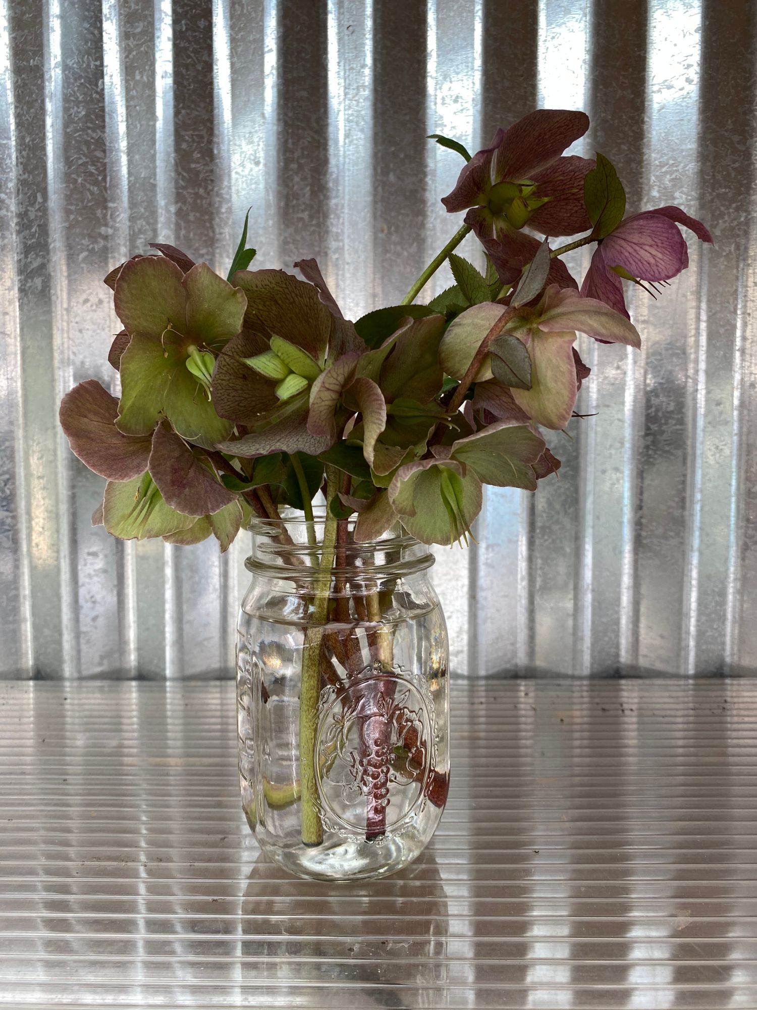 HELLEBORUS foetidus