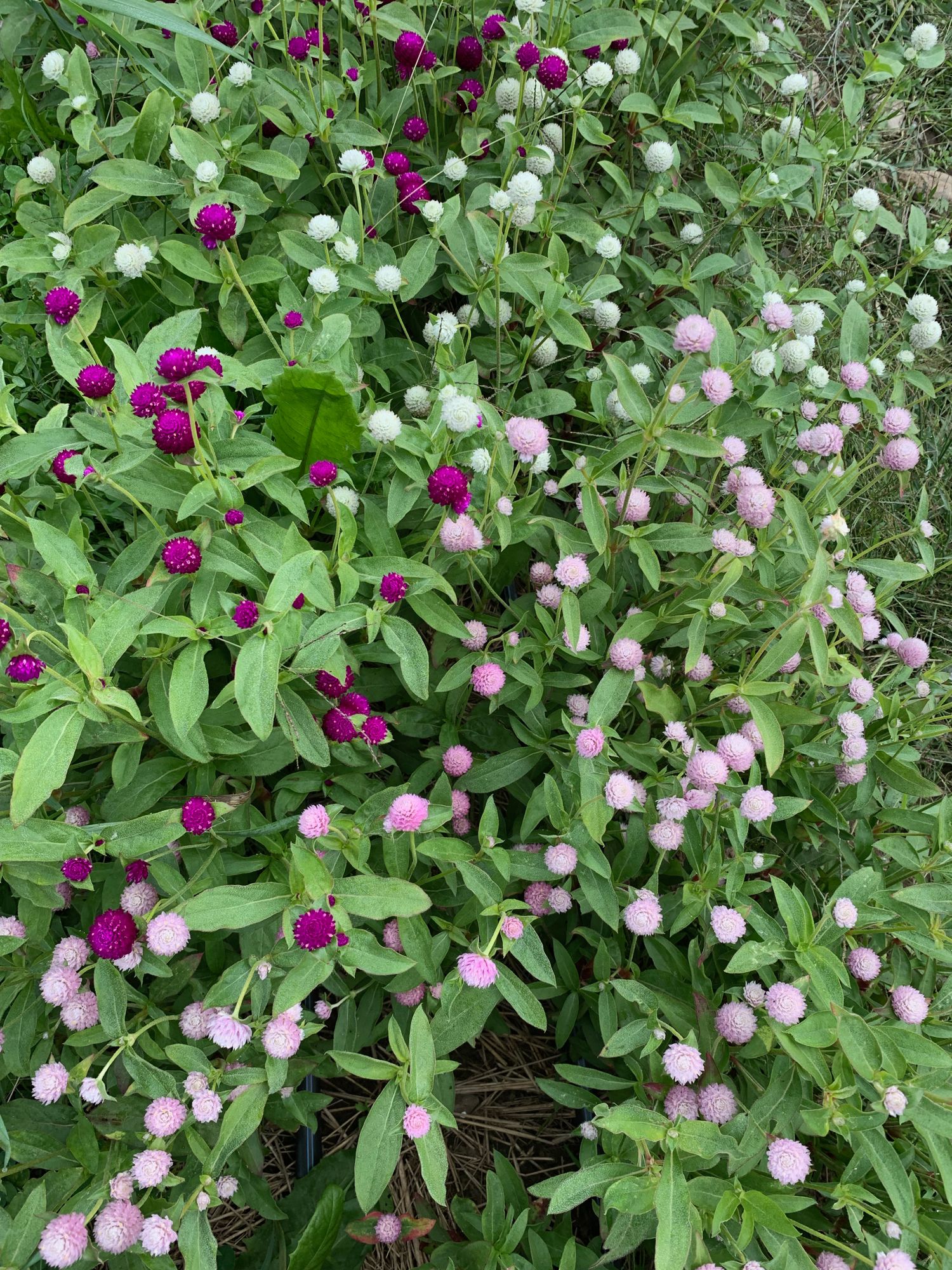 GOMPHRENA haageana QIS