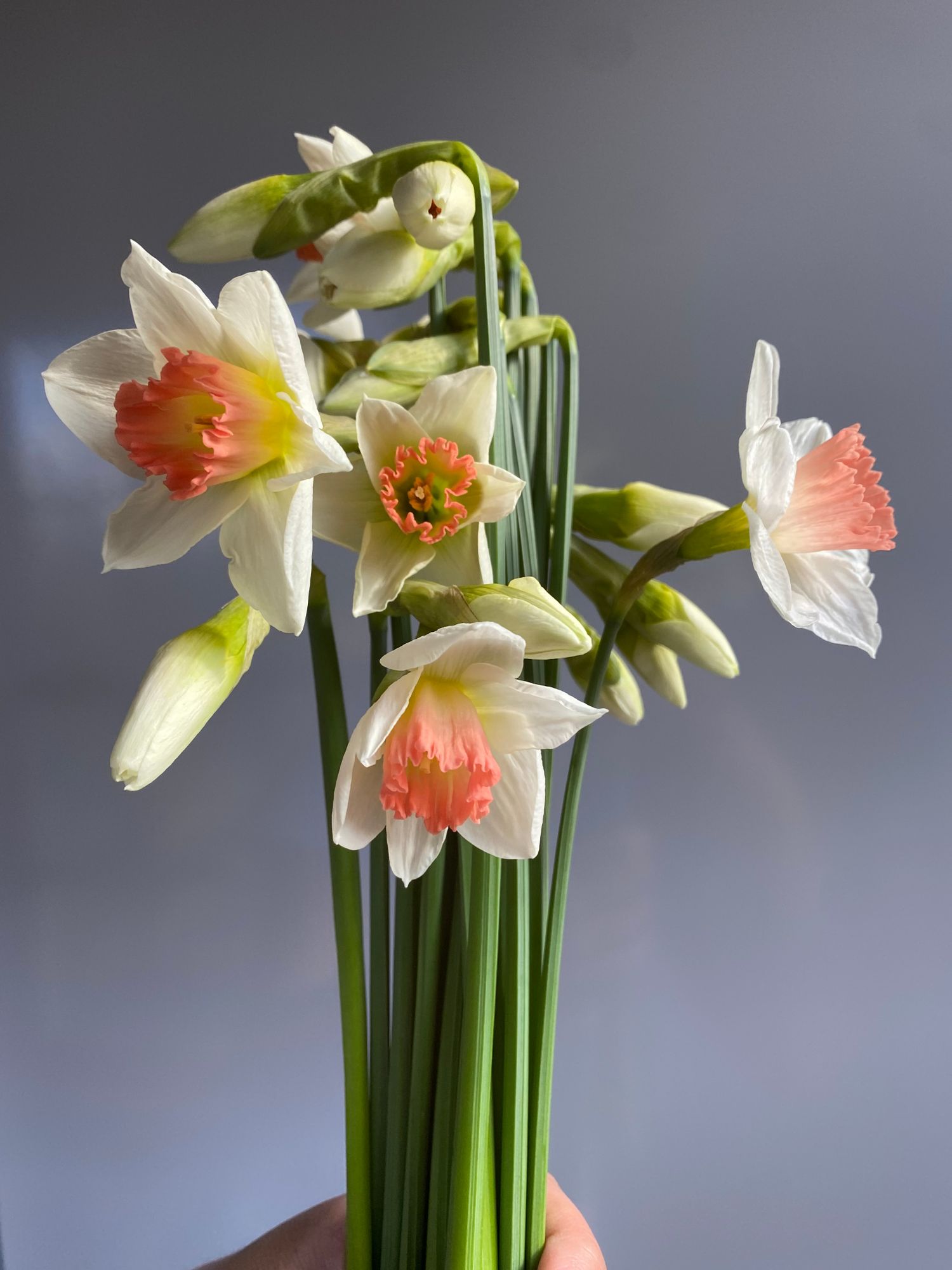 NARCISSUS Pink Charm