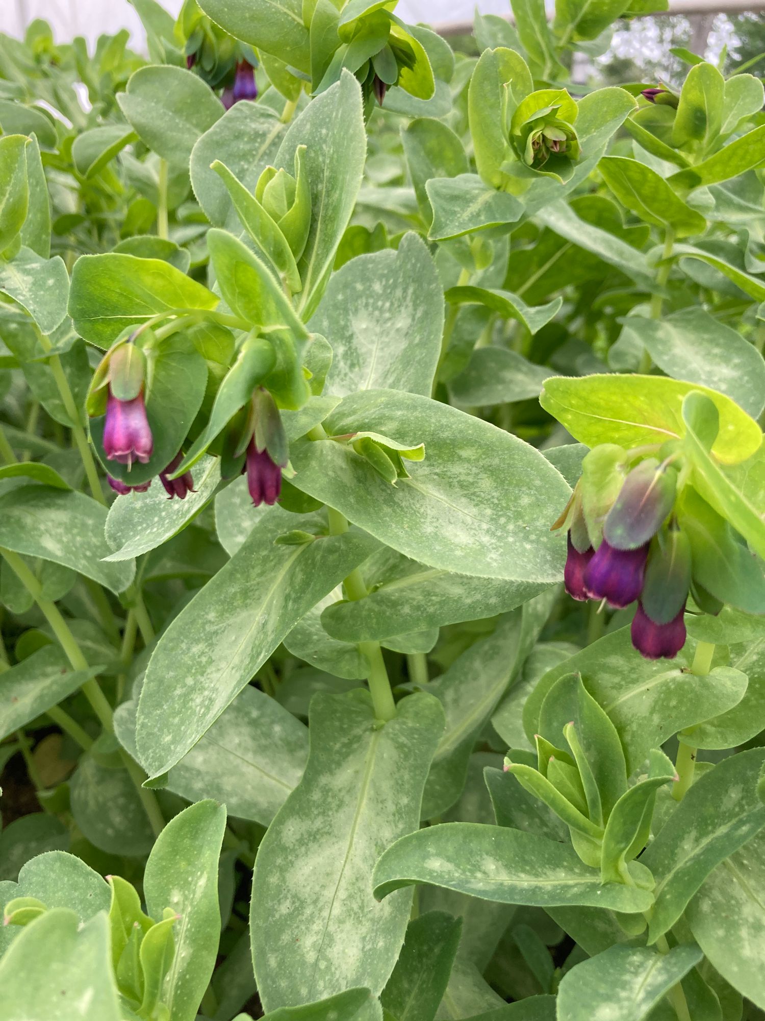 CERINTHE major Pride of Gibraltar
