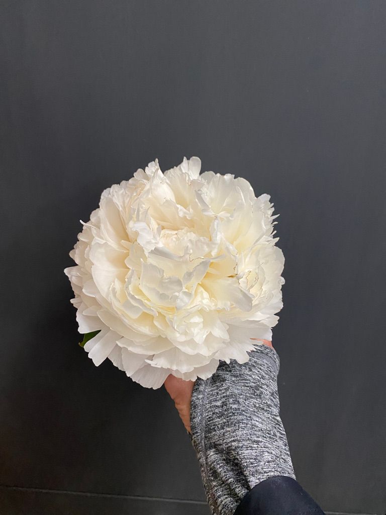 PAEONIA lactiflora Bowl of Cream