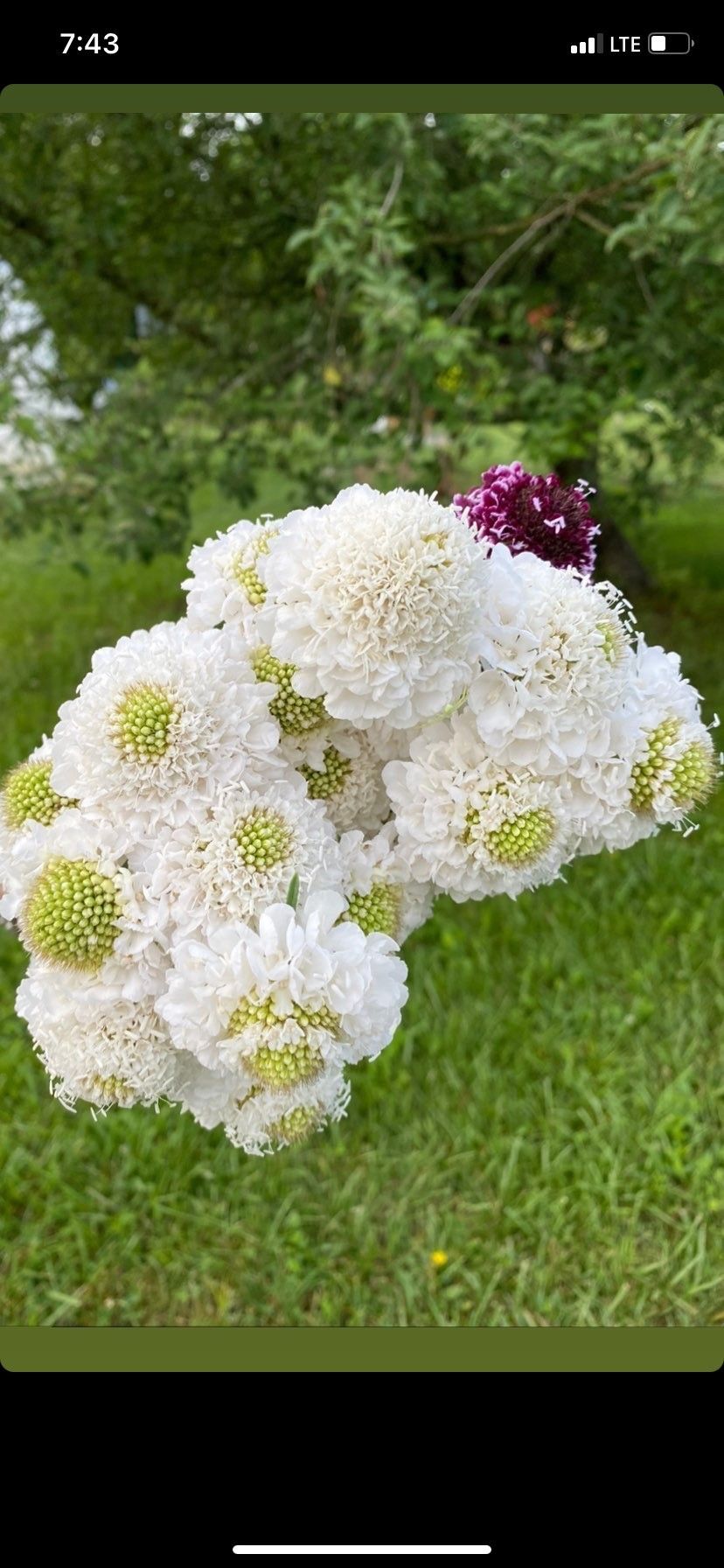 SCABIOSA atropurpurea x caucasica Focal Scoop