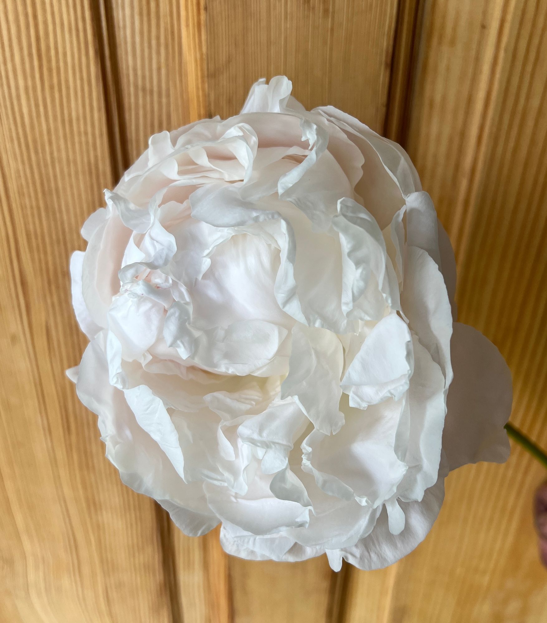 PAEONIA