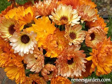 CALENDULA officinalis Flashback