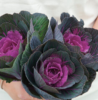 BRASSICA oleracea