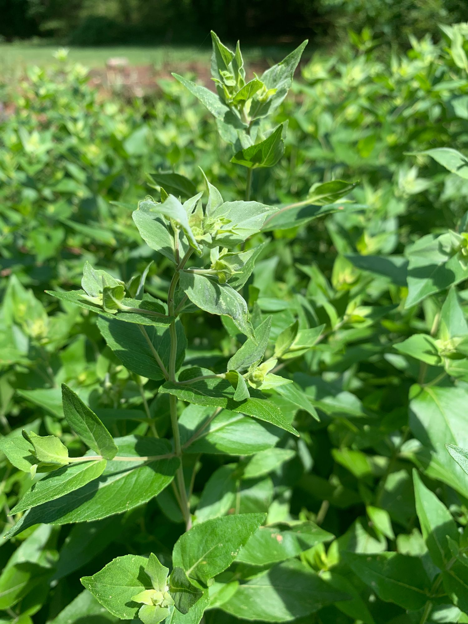 PYCNANTHEMUM muticum