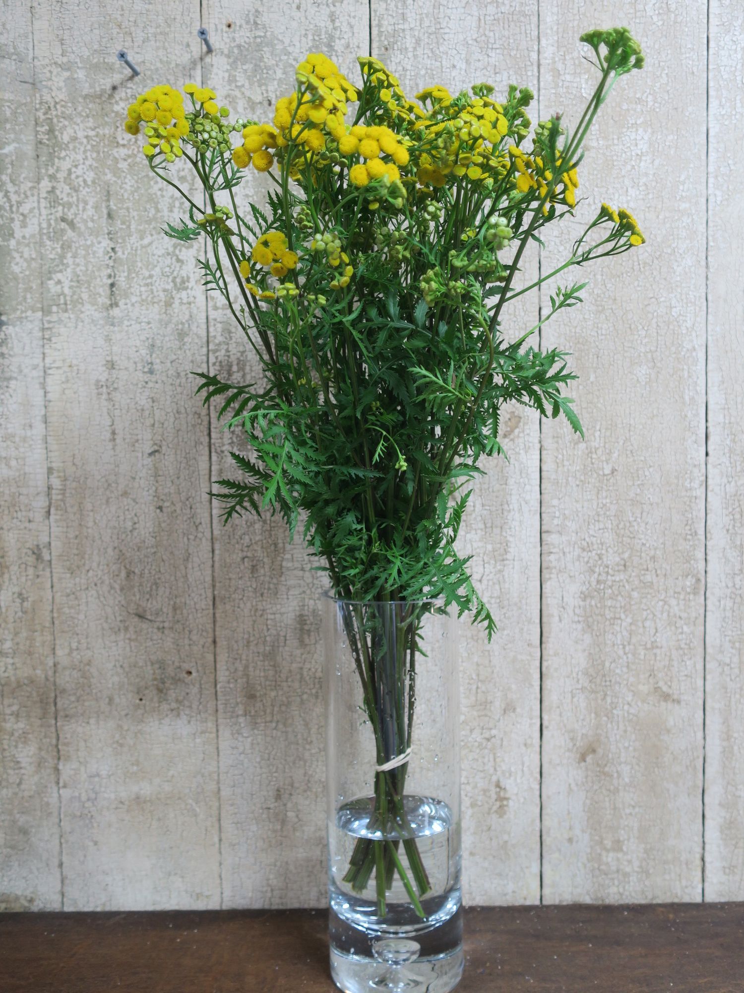 TANACETUM vulgare