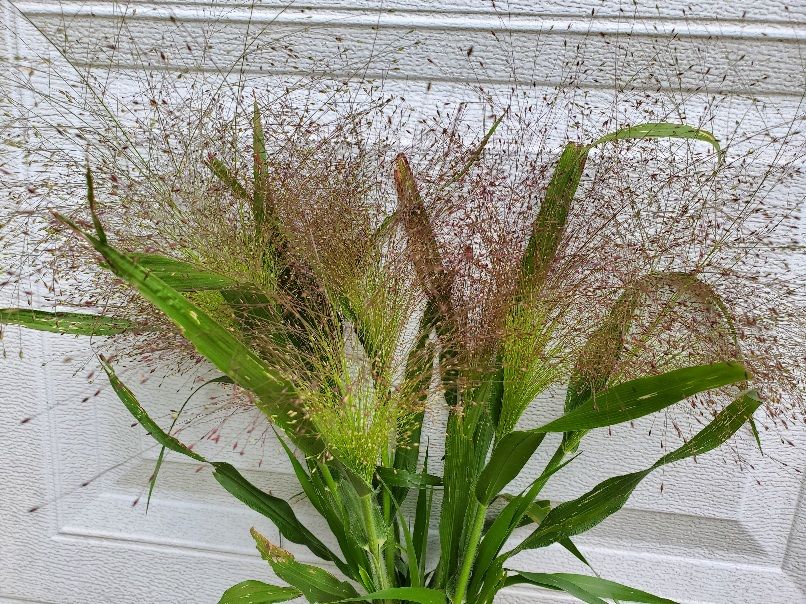 PANICUM elegans