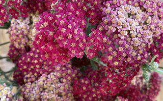 ACHILLEA millefolium