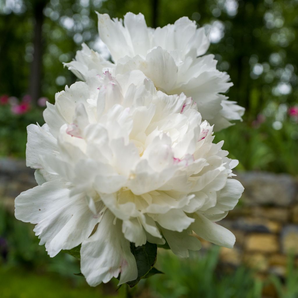 PAEONIA lactiflora Festiva Maxima