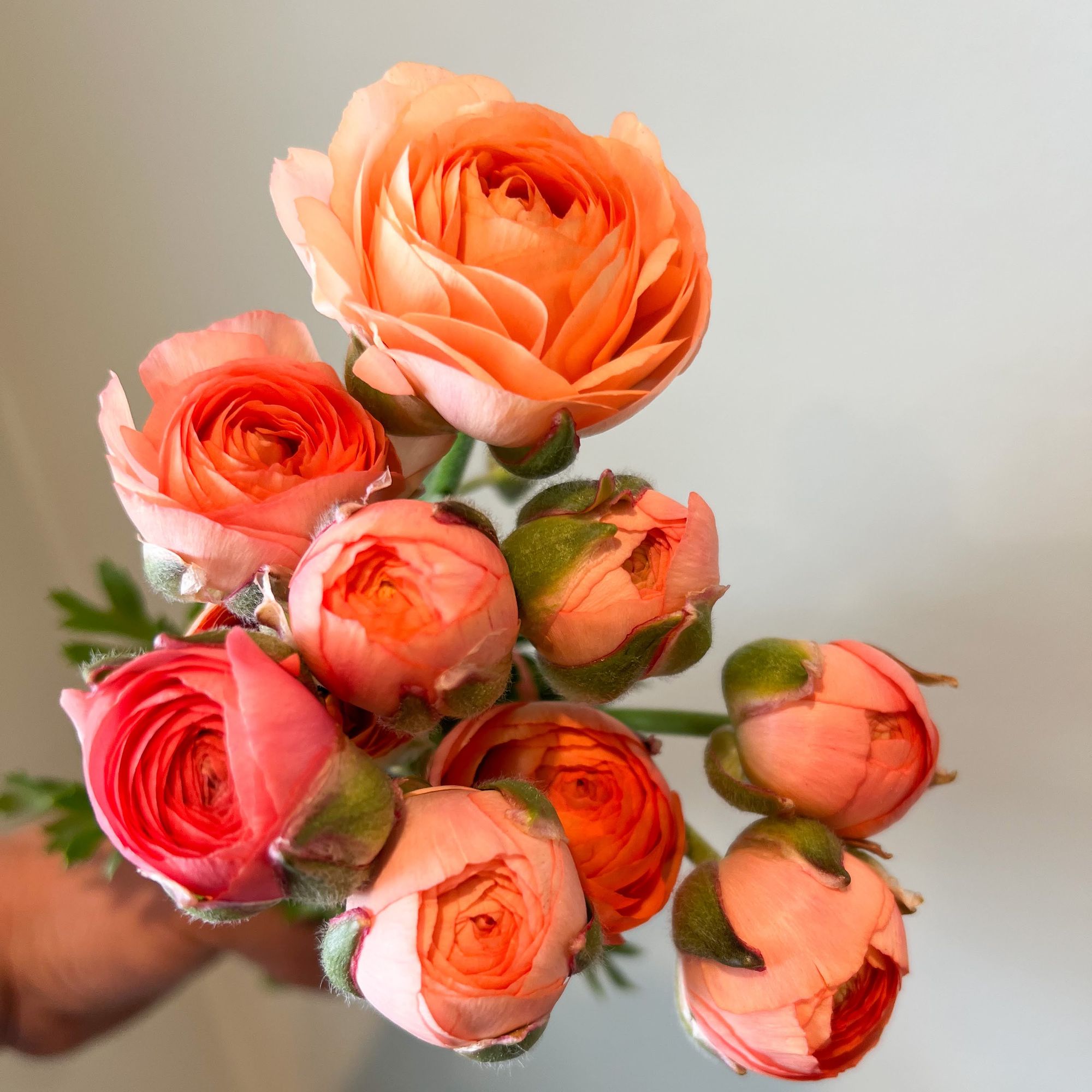 RANUNCULUS La Belle Champagne