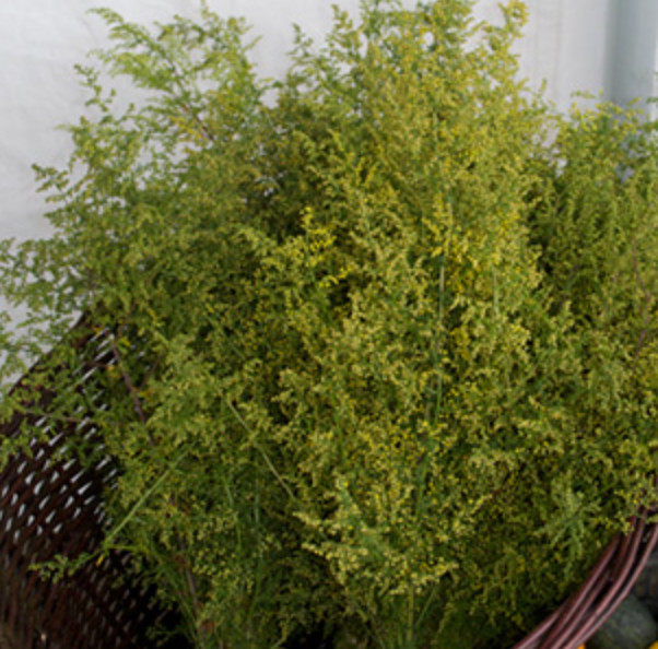 ARTEMISIA annua